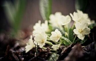 Wallpaper And Screensavers Macro Android To Your