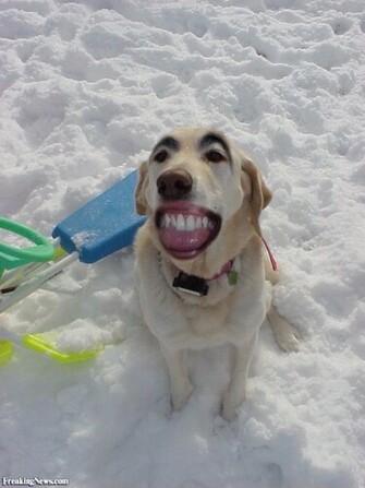 Pictures Of Ugly Dogs HD Wallpaper Lovely