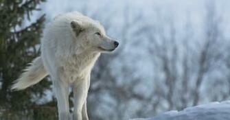 Pics Photos Snow White Wolf Wallpaper