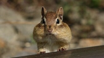 Background Search Chipmunk Wallpaper
