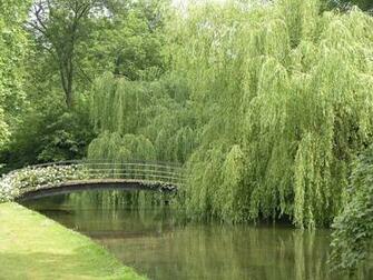 Weeping Willow Tree Wallpaper