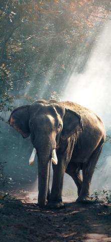 Elephant iPhone Wallpaper Top
