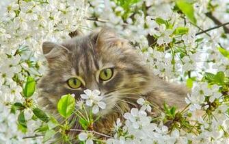 Cat And Cherry Flowers Wallpaper By Lizziebennet19 Revelwallpaper
