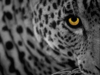 Japan Leopard HD Wallpaper Snow Pics Photos Of Hunting