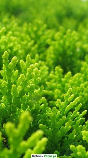 Green Water Tree Mobile Wallpaper Details