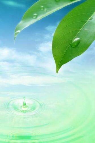 iPhone Wallpaper HD Cute Green Leaf And Water For