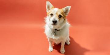 The Best Flea Treatments For Cats And Dogs Of Res By