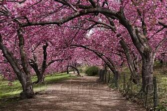 Central Park C