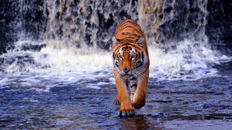 Cool Wallpaper Of Tigers
