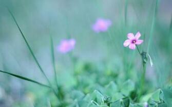 Flower Grass Fuzzy Greenery Light Stock Photos Image HD