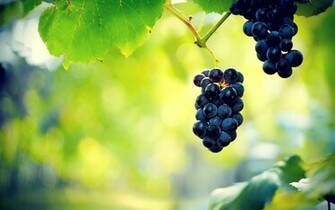 Grapes Wallpaper