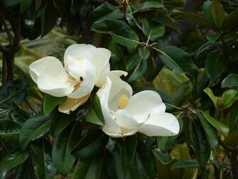 Wallpaper Southern Magnolia Flower
