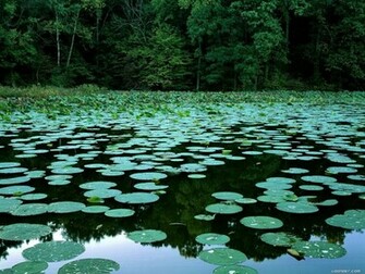Trees Lake Lily Pads Desktop Wallpaper