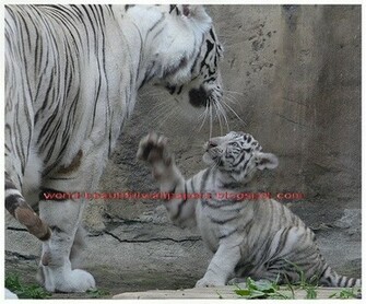 Beautiful Wallpaper White Bengal Tiger Pictures