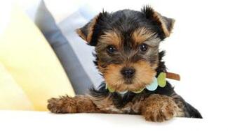 Beautiful Dog Wallpaper
