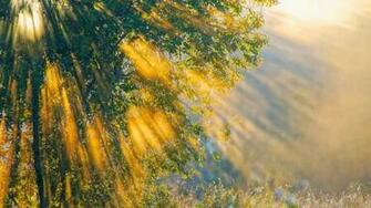 Sun Shining In The Forest Wallpaper