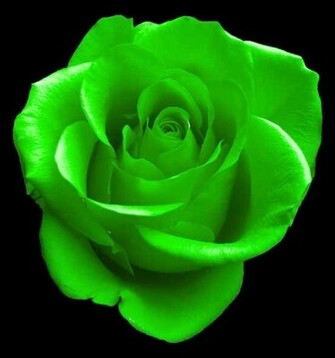 Green Rose Wallpaper HD For Walls Mobile Phone Widescreen