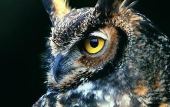 Great Horned Owl Computer Wallpaper Desktop Background