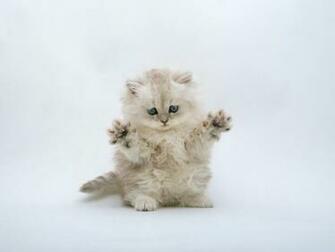 Kitten Wallpaper Cute Ninja