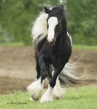 Gypsy Vanners Breath Taking Horses Photo