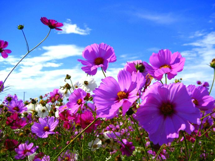 Wallpaper Spring Dance