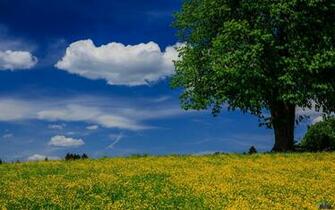 Wallpaper Summer Field X Widescreen Desktop