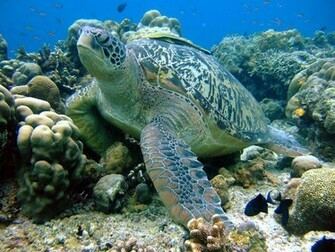 Underwater HD Wallpaper Scuba Diving Res