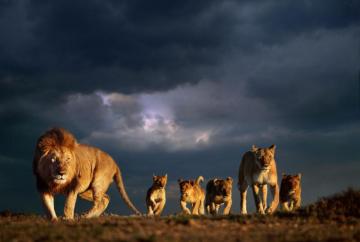 Steve Bloom African Lion Family Stormy Sky Masai Mara Kenya