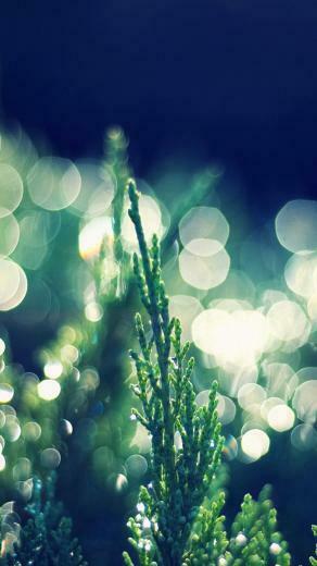 Light Green Plant iPhone Wallpaper HD And 1080p Plus