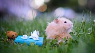 Hamster Party Wallpaper HD