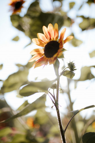Sunflower Aesthetic iPhone Wallpaper