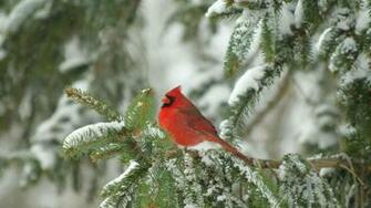Image For Gt Cardinal In Snow Wallpaper
