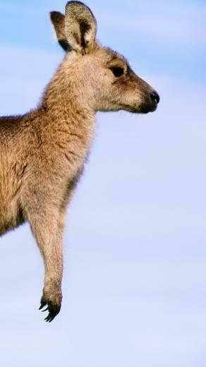 Kangaroo Baby Background Profile Wallpaper iPhone