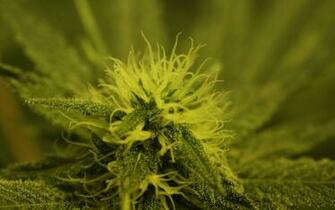 Marijuana Plants Wallpaper