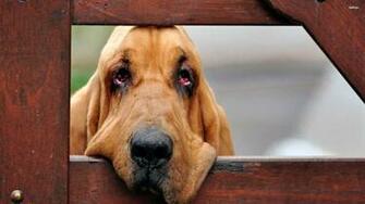 Bloodhound Wallpaper Animal