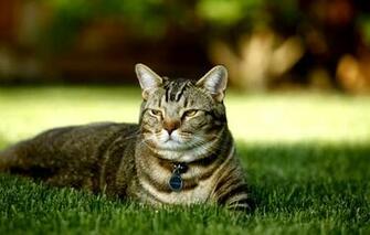 Cat Tortoise Shell Type Of The British Thoroughbred Nature Grass