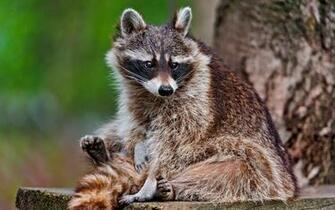 Raccoon Computer Wallpaper Desktop Background Id