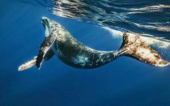 Beautiful Blue Whale Sightings Are A Common Thing Is Big Sur