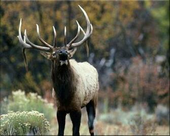 Elk Wallpaper Background