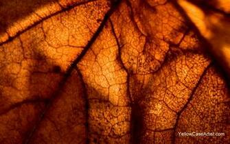 Brown Leaf Desktop Background By Yellowcaseartist