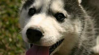 Wallpaper Beautiful Desktop Husky HD