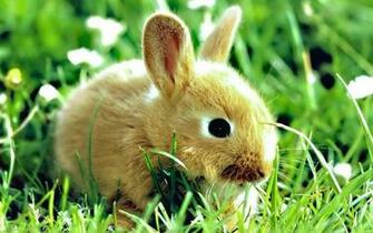 HD Wallpaper S Beautiful Baby Rabbits