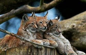 Lynx Wallpaper