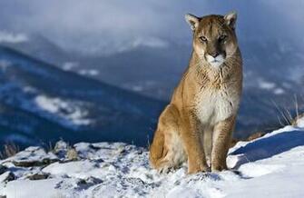 Puma HD Wallpaper