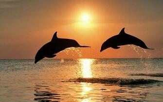 Cute Dolphins Animals Windows Theme All For