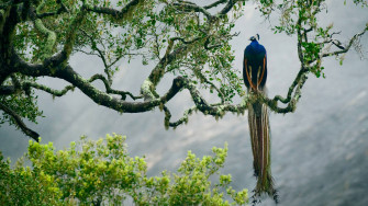 HD Birds Wallpaper
