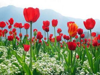 Wallpaper Red Tulips