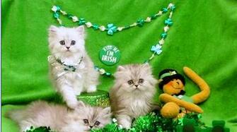 St Patrick S Day Cat Wallpaper On