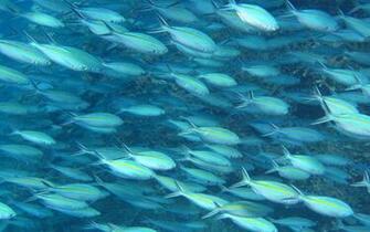 Water Fishes Background Image Sealife Amazing Fish Sea