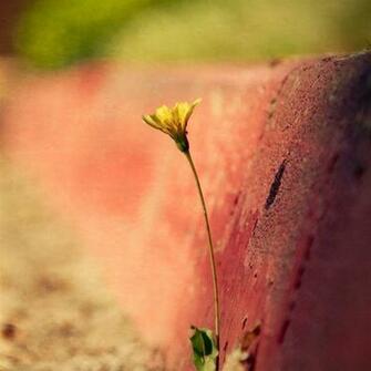 Single Flower Wallpaper